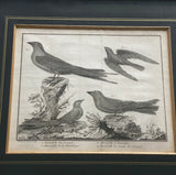 antique Bonnaterre ornithological engravings