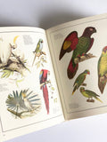 vintage book, “birds of the world: as painted by 19th century artists”