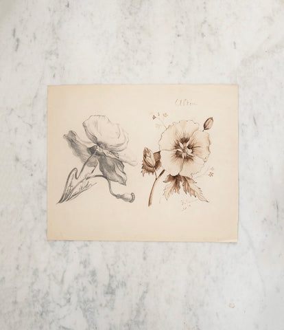 antique french flower study, 1894