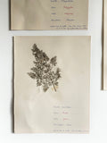 large vintage French botanical samples