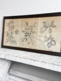 three antique botanical sketches