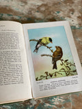 antique reference book, “bird life”