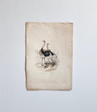 antique French ornithological engravings, hand coloured