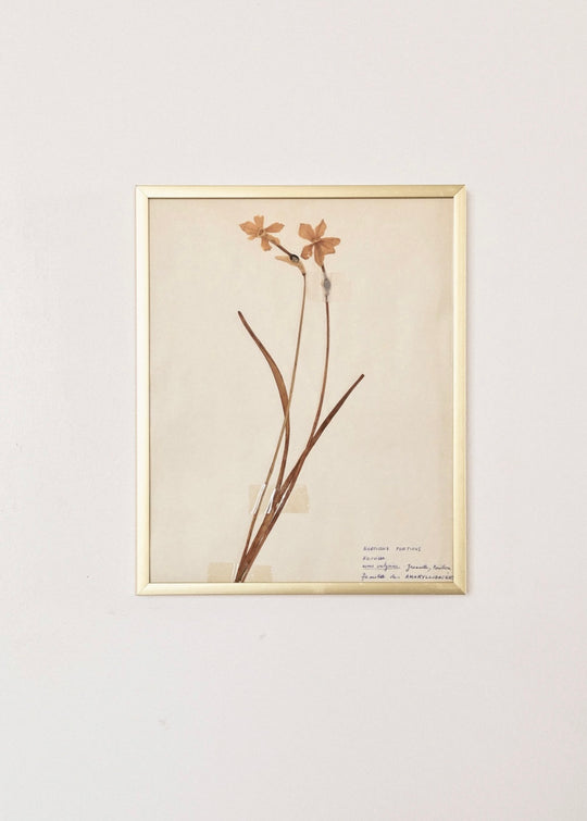 vintage French framed botanical, “narcissus poeticus”