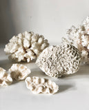 marine coral