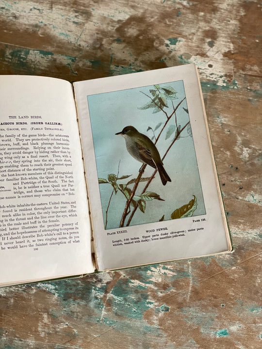 antique reference book, “bird life”