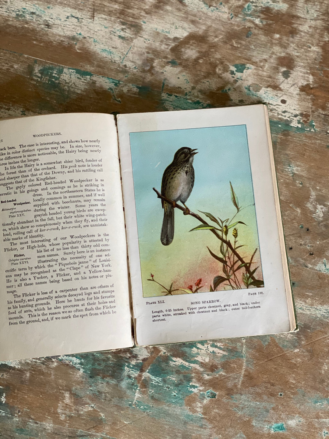 antique reference book, “bird life”