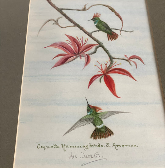 “coquette hummingbirds”