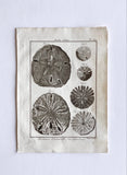 antique French “Histoire Naturelle” marine life engravings