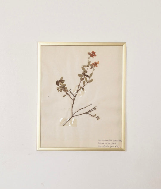 French framed botanical, “helianthenum”