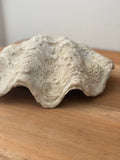 antique giant natural clam shell